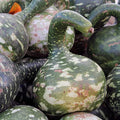 Long Handle Dipper Gourd Garden Seeds - 2 g Packet ~60 Seeds - Non-GMO, Heirloom Vegetable Gardening Seeds - Lagenaria siceraria