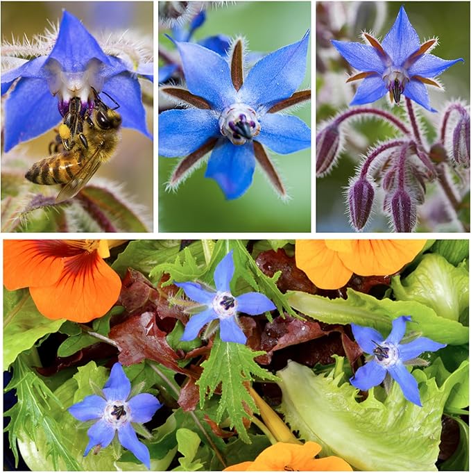 Seed Needs Borage Seeds for Planting Blue Star Flowers - Heirloom Non-GMO & Untreated - Plant a Home Grown Flowering Herb Garden Attract Bees, Butterflies & Other Pollinators (5 Packs)