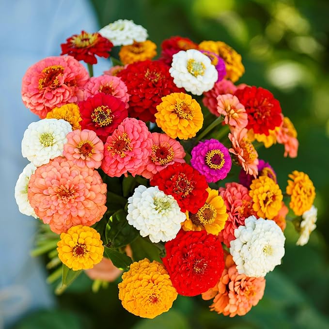 Eden Brothers Zinnia Seeds - Pumila/Cut & Come Again Mix, Non-GMO Seeds for Planting, 1 oz | Low-Maintenance Flower Seeds, Plant During Spring, Zones 3, 4, 5, 6, 7, 8, 9, 10