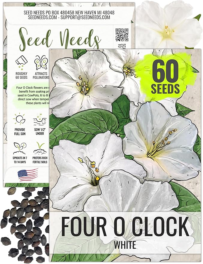 Seed Needs, White Four O Clock Seeds - 60 Heirloom Seeds for Planting Mirabilis Jalapa - Tender Perennial Flowers to Plant a Butterfly Garden and Attract Pollinators (1 Pack)