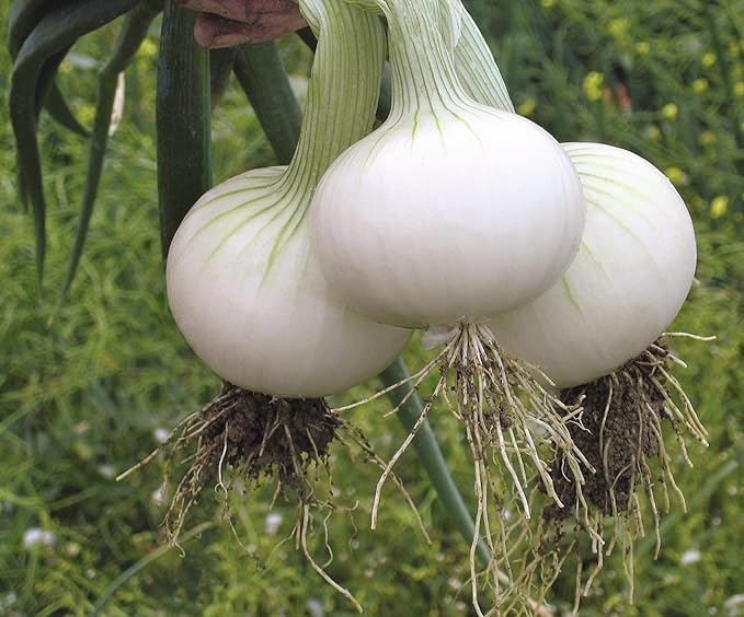 Seeds Vegetable Onion Snow White - 300 Seeds