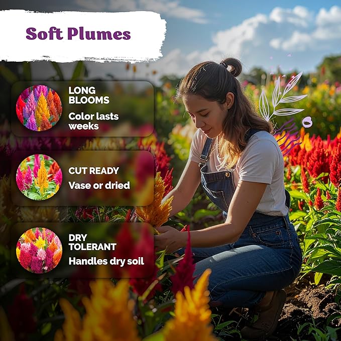 KVITER 500 Mixed Pampas Plume Seeds for Planting (Celosia plumosa) – Celosia Flower Seeds, Silver Plumes Cockscomb – Non GMO Full Sun Flower Seed Packets for Home Garden, Containers, Flowers Beds