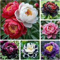 299Pcs Perennial Mixed Peony Seeds for Garden Planting -Peony Flower Seeds for Planting Four Seasons