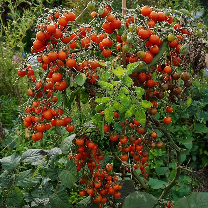 Seeds Red Cherry Tomato - Heirloom Vegetable - GMO Free
