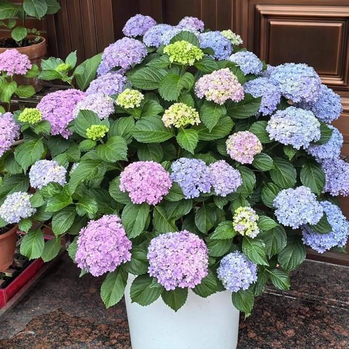 Hydrangea Flower Seeds 30pcs– Non-GMO Perennial Ornamental Plant, Colorful Blooms for Garden, Patio & Landscaping
