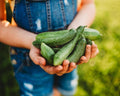 Beit Alpha Persian Cucumber - 25 Seeds - Heirloom Mini Cucumber Variety, Gynecious & Parthenocarpic Cucumber, Non-GMO, Heirloom Baby Cucumber Seeds for Planting in the Home Garden, Thresh Seed Company