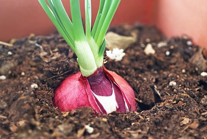 Onion Seeds Variety Pack for Planting – 4 Heirloom Non-GMO Varieties: Evergreen Bunching, Red Creole, White Sweet Spanish & Yellow Sweet Spanish – Garden Vegetable Seeds for Home Growing Indoors & Outdoors.