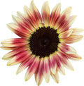 Burpee Strawberry Blonde Sunflower Seeds 30 seeds