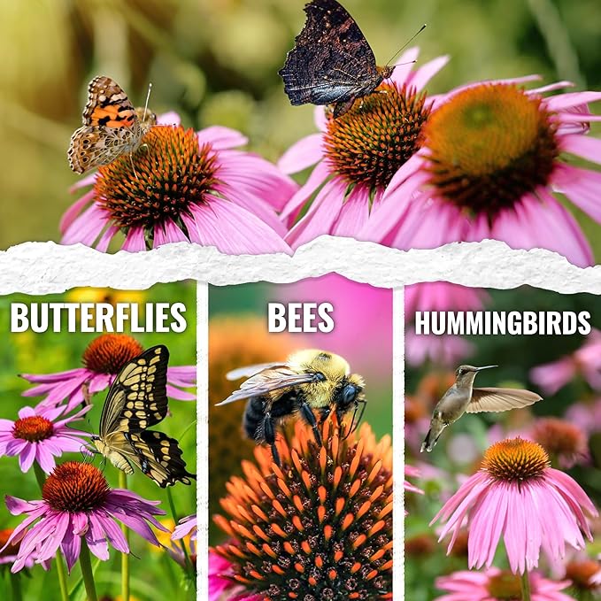 Seed Needs Purple Coneflower Seeds for Planting Echinacea - Heirloom & Open Pollinated Perennial Medicinal Flower - Perfect for a Butterfly Garden (5 Packs)