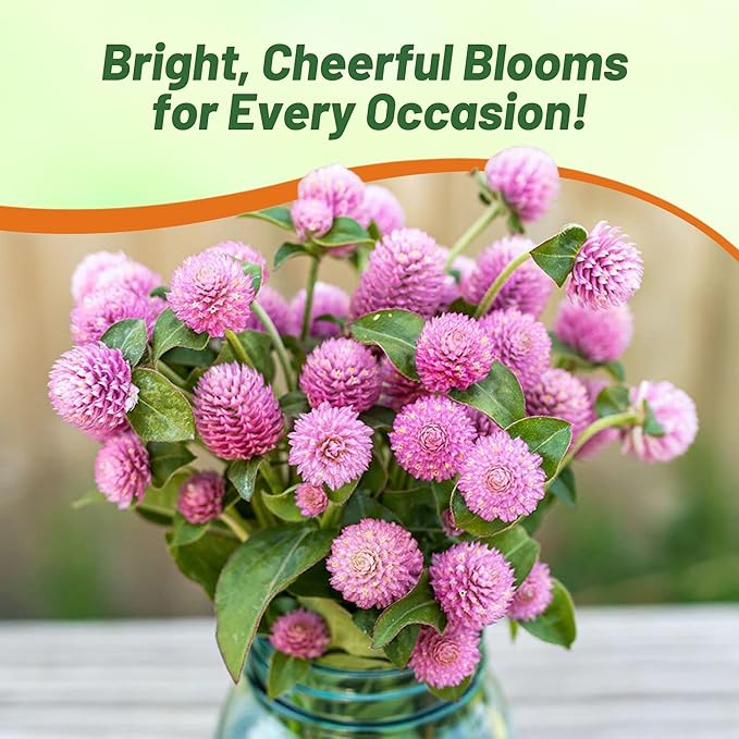 Outsidepride Salmon Gomphrena Seeds - 1000 Pcs Annual, Heat & Drought Tolerant, Pollinator Friendly Globe Amaranth Seeds for Planting w/Vibrant Round Blooms for Beds, Borders, and Arrangements