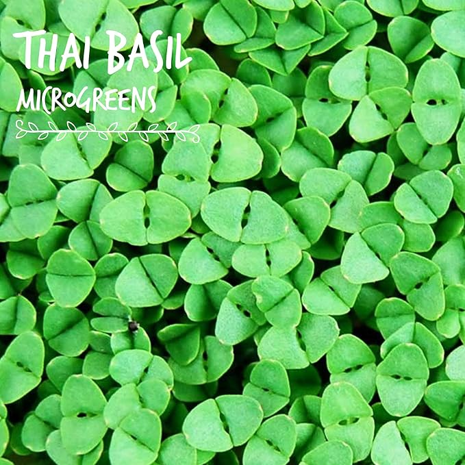 Thai Basil Seeds - Bulk Herb Seeds for Growing Microgreens, Indoor Gardening: Micro Greens Salad (4 Oz)
