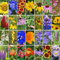 Wildflower Seeds Mix, 2 Oz, 50,000+ Seeds, 28 Varieties, Attracts Bees, Butterflies & Birds, Colorful Flowers