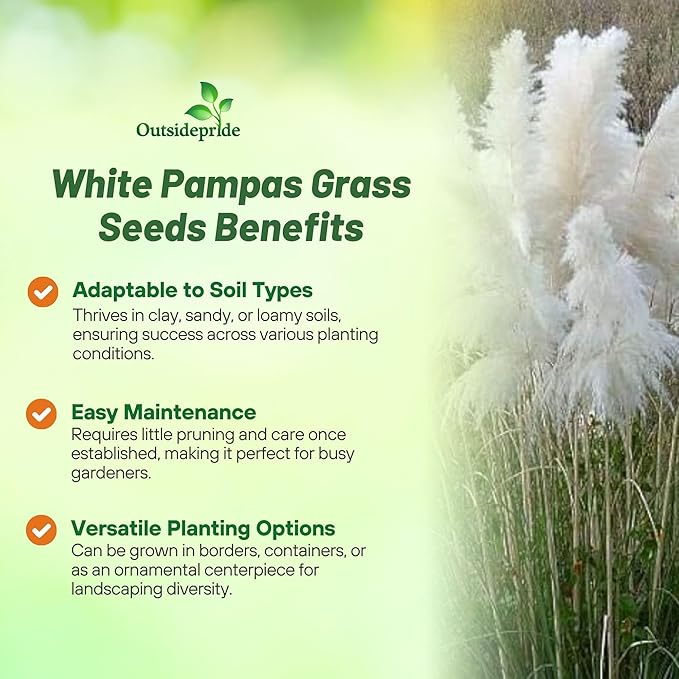 Outsidepride White Pampas Grass Seeds – 1,000 Pcs. Perennial, Drought-Tolerant Ornamental Grass for Large Garden Borders, Privacy Landscaping, Xeriscaping, and Low-Maintenance Outdoor Spaces