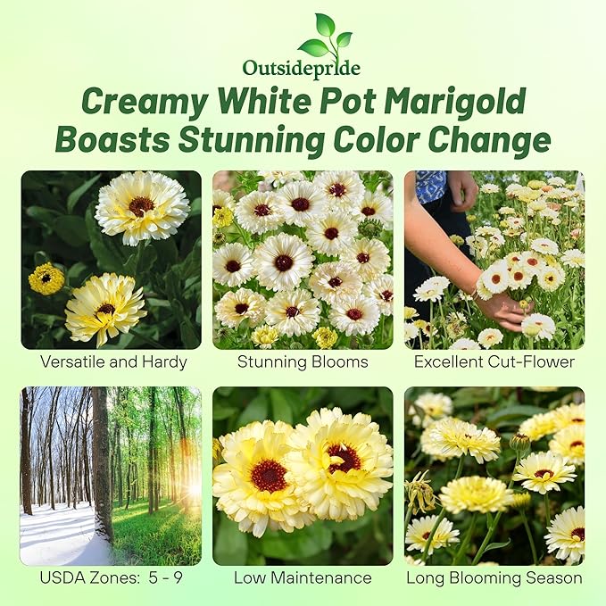 Outsidepride Snow Princess Calendula Seeds - 200 Pcs Annual Edible Flower Seeds for Planting for Dishes & Wellness Uses, with Vibrant Blooms for Cut Flower, Container, & Pollinator Gardens