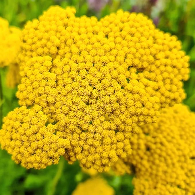 Seed Needs Gold Yarrow Seeds for Planting Yellow Achillea filipendulina - Heirloom & Open Pollinated Perennial Flowers to Attract Monarch Butterflies to a Butterfly Garden (2 Packs)