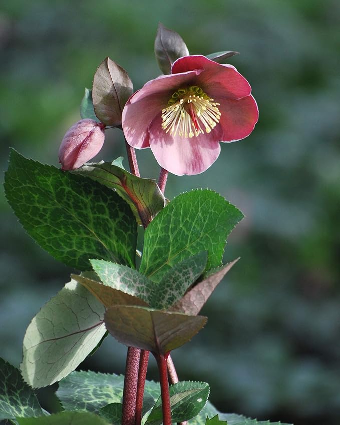 Perennial Farm Helleborus Frostkiss® Penny's Pink No. 1