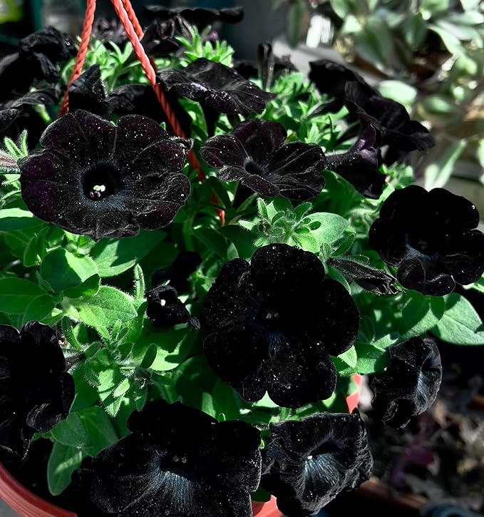 Black Petunia Seeds for Planting - Petunia Flowers Seeds Garden Hanging Baskets Flowers Annual Petunia Plant Seeds - 300 Seeds