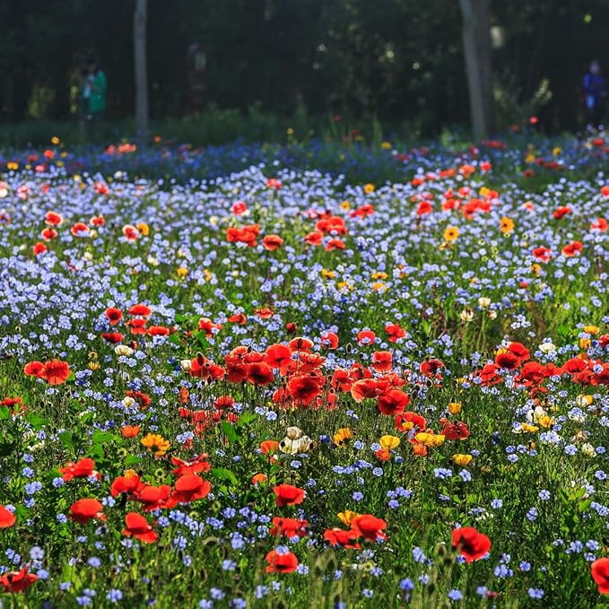 Wildflower Seeds Mixed, Perennial Flower Seeds fo Plating (2 Ounces 18000 Seeds)