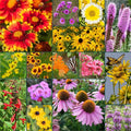 Willard & May Southeast All Perennial Wildflower Seed Mix, 25,000+ Flower Seeds, 15 Varieties, Pollinator Flowers, Full Sun, Easy Direct Sow Bulk Seeds, Plant in Spring or Fall (1 Ounce)