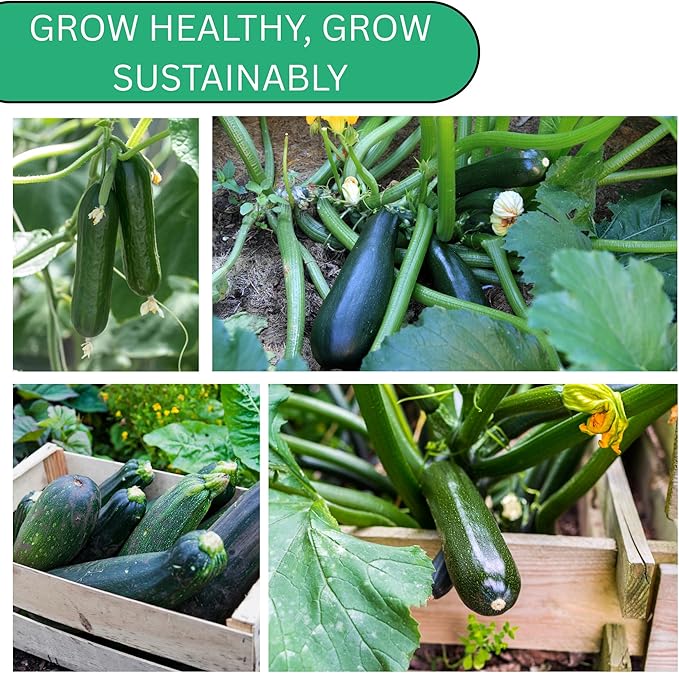 Woods Creek Seeds: Black Beauty Zucchini Summer Squash Seeds for Planting - Over 90 Heirloom Non-GMO Summer Squash Seeds for Planting Outdoors or Indoors - Beginner Friendly & High Yield Seed