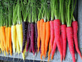 500+ Rainbow Carrot Seeds to Grow - Colorful Blend of Exotic Colored Carrots. Edible Vegetables. Made in USA