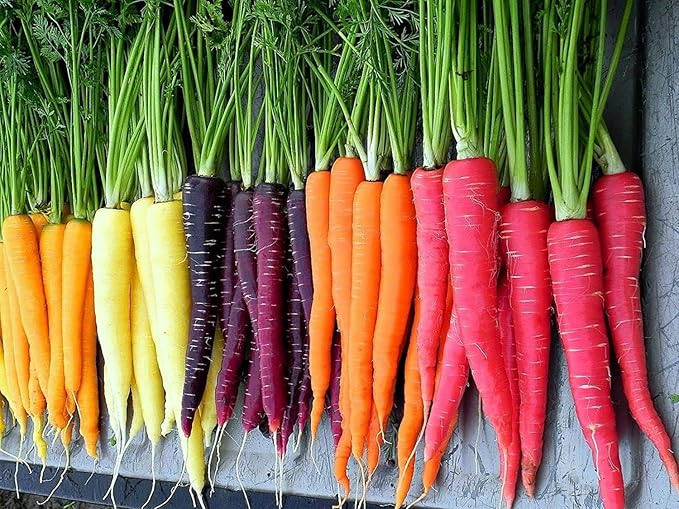 500+ Rainbow Carrot Seeds to Grow - Colorful Blend of Exotic Colored Carrots. Edible Vegetables. Made in USA