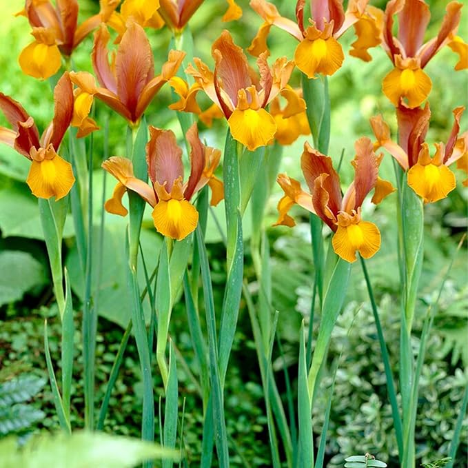 Votaniki Dutch Iris Autumn Princess Bulbs - Gorgeous Flower, Hardy Perennial for Spring Blooms | Easy to Grow, Perfect for Cutting Gardens (50 Pack)