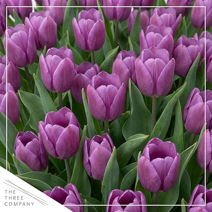 Live Flowering Tulip (4 Per Pack) - Purple, Beautiful Spring Bulbs, Ships Dormant in 1 Pint Pot, Blooms in 2-3 Weeks