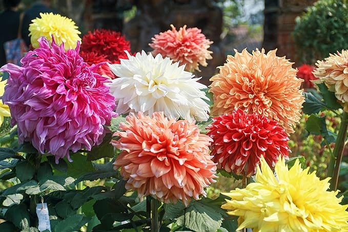 3 Dahlia Flower Bulbs for Planting, Mix Color- Grow Stunning Perennial Dahlia Flowers