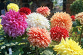 3 Dahlia Flower Bulbs for Planting, Mix Color- Grow Stunning Perennial Dahlia Flowers