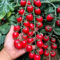 200pcs Waterfall Tomato Seeds - Heirloom, Non-GMO, High-Yield Variety - Complete Planting Guide Included for Home Gardens, Perfect Gardening Gift (Waterfall Tomato Seeds)