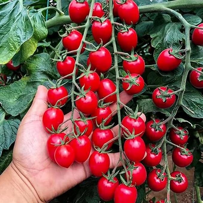 200pcs Waterfall Tomato Seeds - Heirloom, Non-GMO, High-Yield Variety - Complete Planting Guide Included for Home Gardens, Perfect Gardening Gift (Waterfall Tomato Seeds)