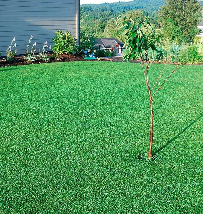 1/4 Pound Seed: Perennial Mini Clover Seed Lawn Replacement - Low Growing