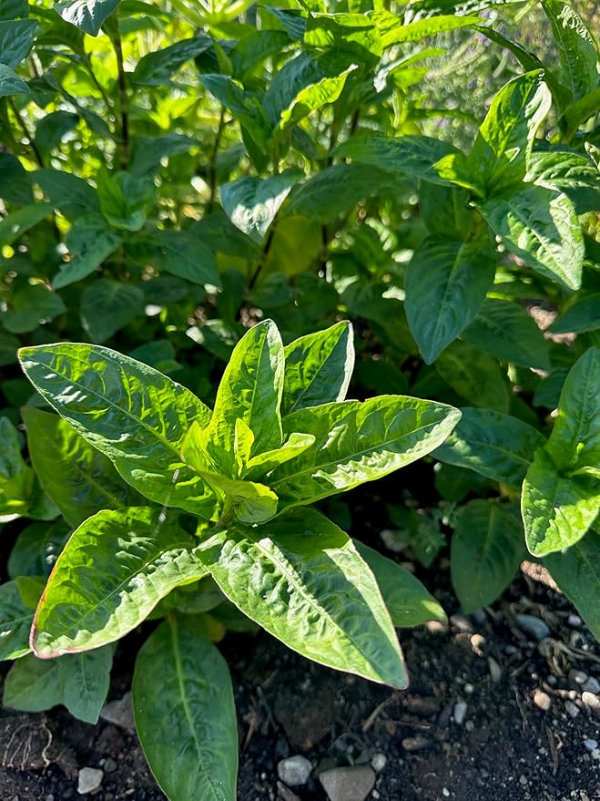 Plant Good Seed Japanese Indigo Seeds for Planting: Grow for Plant Dye, Makes Green Blue Colors - 200 Seed Packet