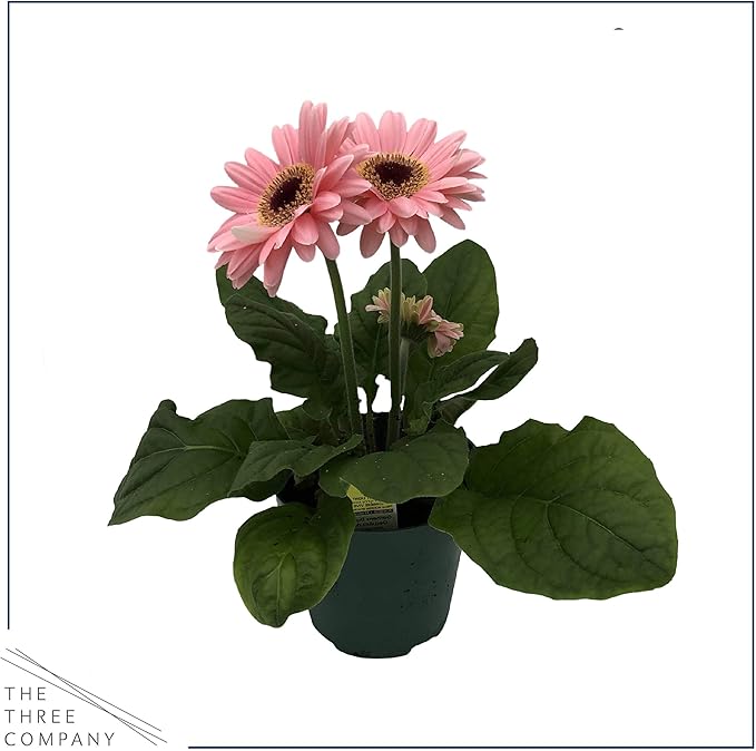 Live Gerbera Daisies - Assorted Colors (3 Plants Per Pack) - Beautiful Spring Flowers - 12" Tall by 5" Wide in 1 Qt Pot (Pack of 2)