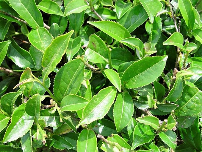 Tea Plant Black & Green Drinking Tea Camellia Sinensis Tree Shrub Flower rasa1ca (5 Seeds)