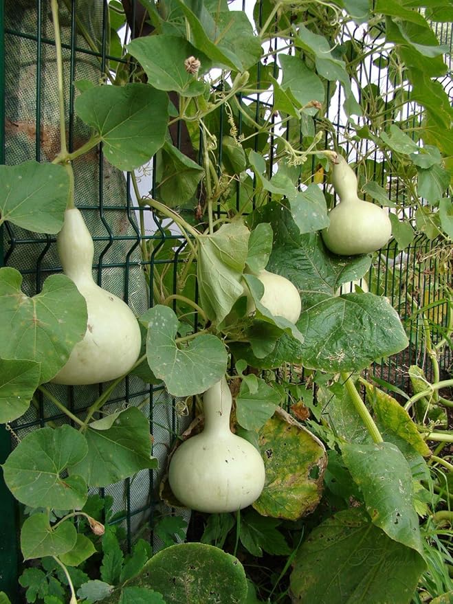 NIKA SEEDS - Seeds Vegetable Calabash Bottle Gourd Green (Lagenaria) - 10 Seeds