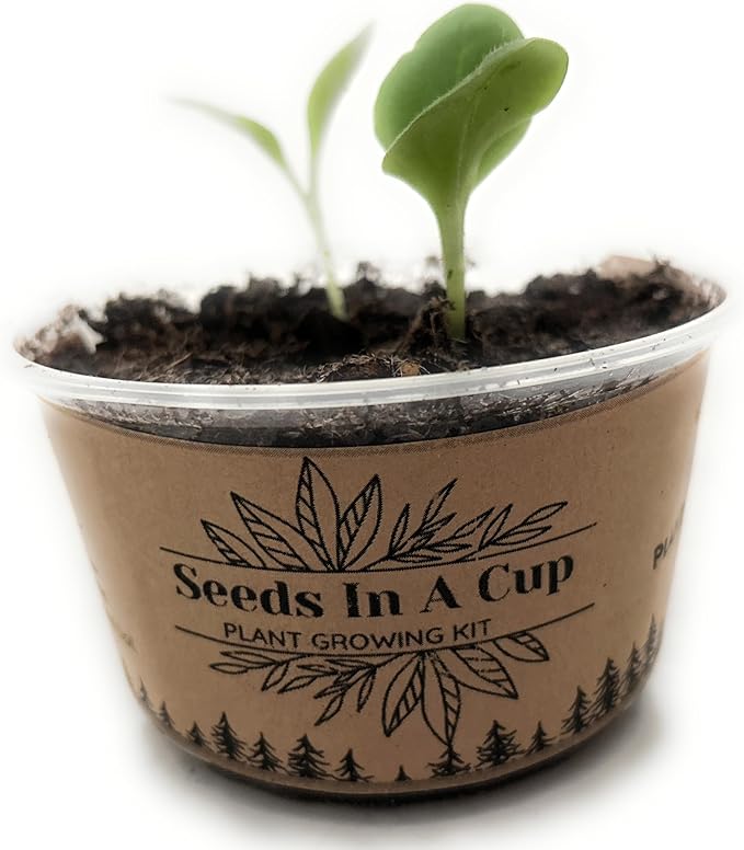 Seeds In A Cup: Herb Growing Kit | Indoor Herb Garden Starter | Premium Seeds and Soil | 3 Pack of Herbs | Multiple Combinations Available | (Flavorful Trio: Sage Lavender Lemon Balm)