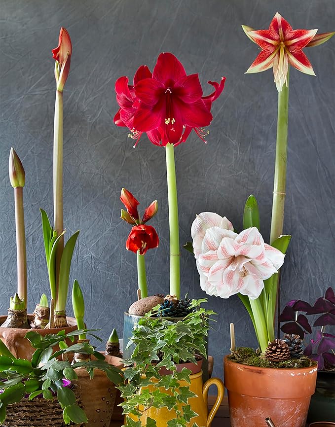 Cherry Blossom Amaryllis - Bare Root Bulb