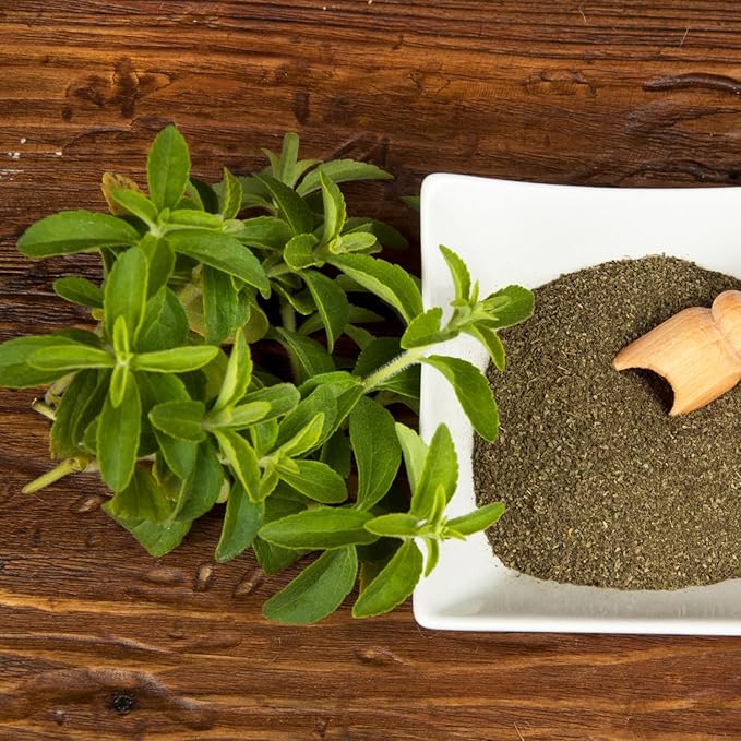 2 Stevia Plants Live, 5-9 Inch Tall, Stevia Seedlings for Planting Indoor Outdoor, Stevia Mint Herb