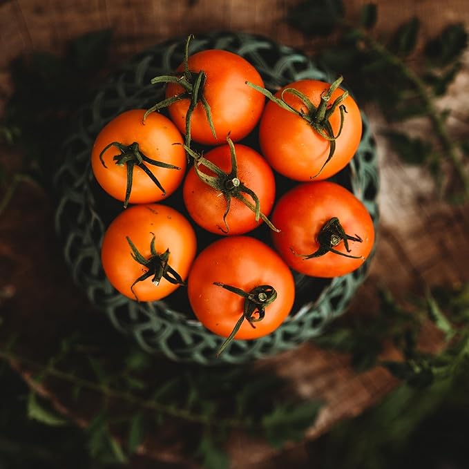Jaune Flamme Tomato - 50 Seeds - Heirloom Orange Tomato, Popular Salad Tomato, Non-GMO, Heirloom French Tomato Seeds for Planting in The Home Garden, Thresh Seed Company