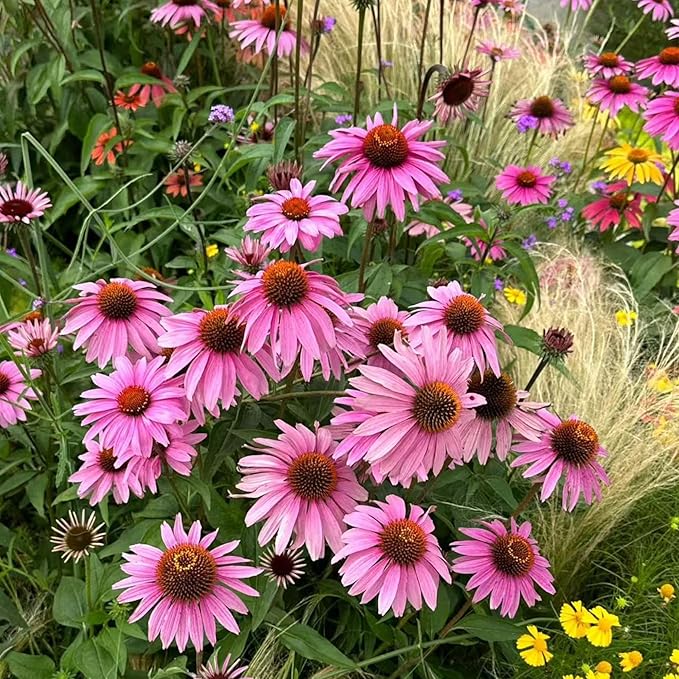 100 Purple Coneflower Seeds – Pink Echinacea Flower Seeds for Planting, Non-GMO Heirloom Variety for Wildflower Gardens