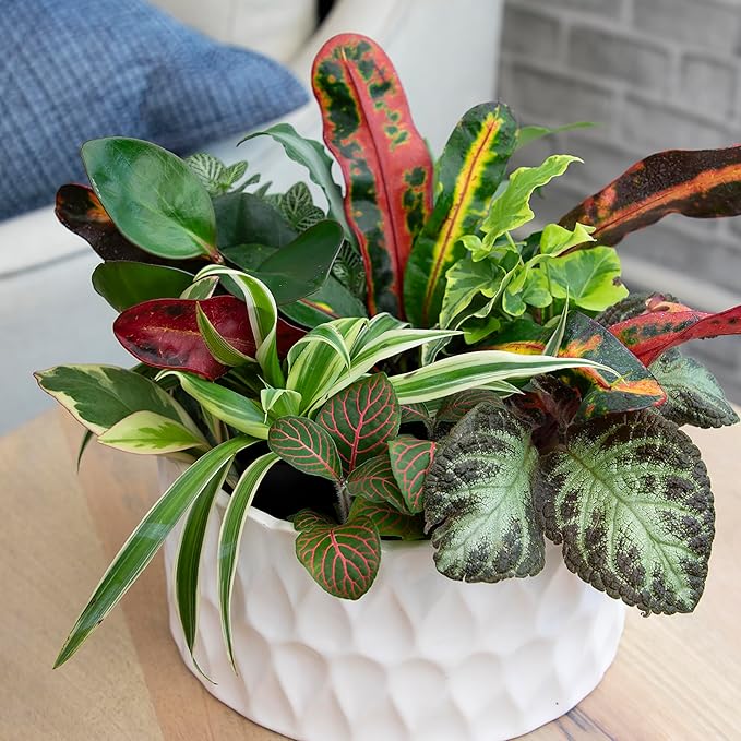Easy to Grow Houseplants (Pack of 6), Live House Plants in Containers, Growers Choice Plant Set in Planters with Potting Soil Mix, Home Décor Planting Kit or Outdoor Garden Gifts by Plants for Pets