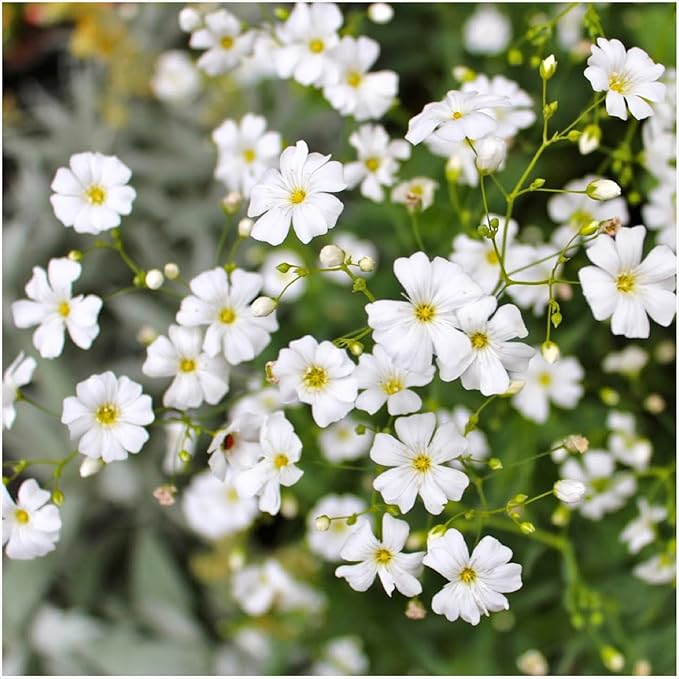 Seed Needs White Baby's Breath Seeds for Planting - Heirloom & Open Pollinated Annual Flowers - Perfect for a Butterfly Garden, Bouquets & Floral Arrangements (2 Packs)
