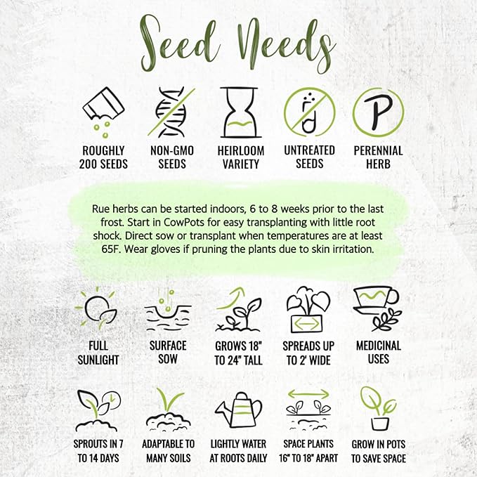 Seed Needs Rue Seeds for Planting Medicinal Herbs - Non-GMO Heirloom & Untreated Perennial Herb Seed to Plant a Home Grown Garden Indoors or Outdoors (10 Packs)