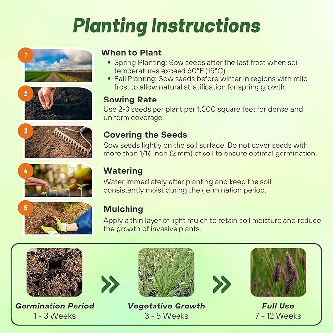 Outsidepride Pennisetum Thunbergii Red Buttons Ornamental Grass Seeds - 25 Pcs Perennial, Drought Tolerant Fountain Grass with Red Feathery Plumes for Low Maintenance Xeriscaping & Flower Arrangements