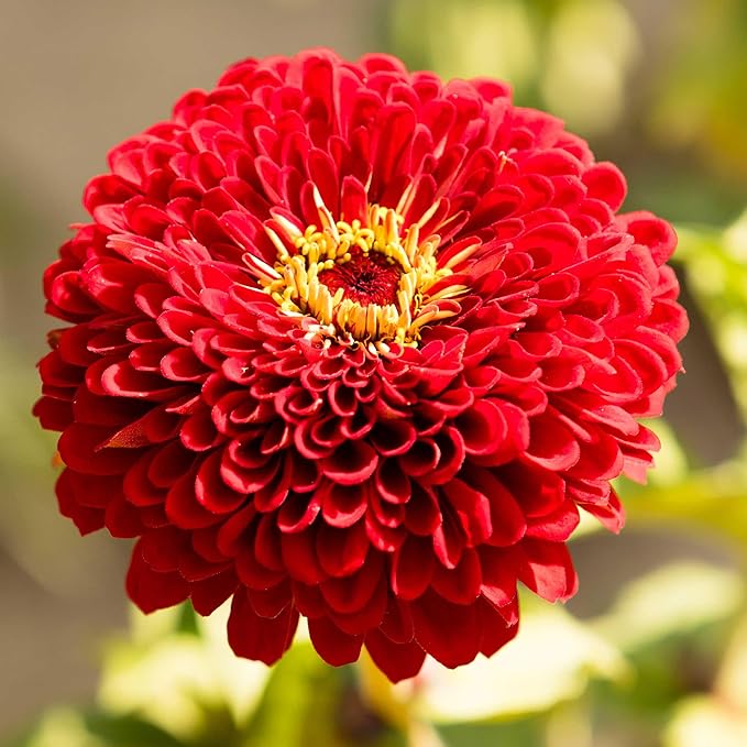 Eden Brothers Zinnia Seeds - Benary Giant Scarlet