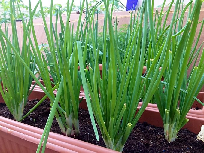 Seeds Vegetable Welsh Onion Bunching Green - 300 Seeds
