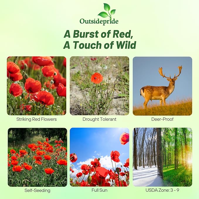 Outsidepride Red Poppy Seeds for Planting - 30000 Pcs. Annual, Drought-Tolerant & Easy to Grow Wildflower Seeds with Vibrant Red Blooms for Landscaping, & Pollinator Garden