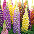 Groundio Russell Lupine Seeds, Lupinus Ployphyllus 36-48 Inch Tall Mix Color Flower, Red, White, Pink, Purple Perfect for Garden, Non-GMO | Heirloom | Open Pollinated, USDA Zone 3-9